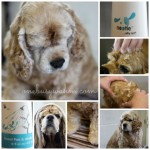 Nootie Sweet Pea & Vanilla Pet Shampoo: Alice Gets The Spa Treatment