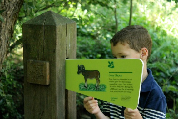 Soay_sheep_Corfe_Castle