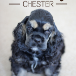 Welcome to the family, Chester!